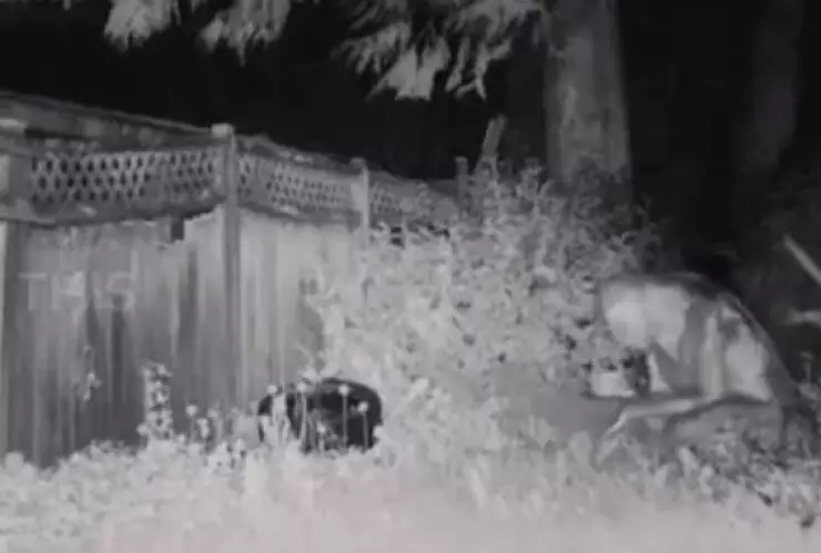 Extraterrestre en Las Vegas