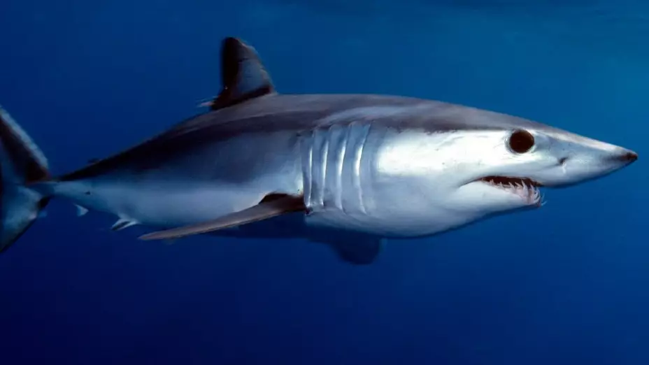 tiburón
