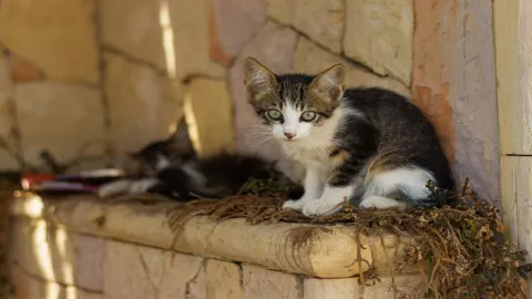 Panteón municipal de Puebla alberga a más de un centenar de gatos abandonados | VIDEO