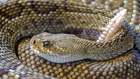 Las víboras de cascabel tienen su lado tierno.