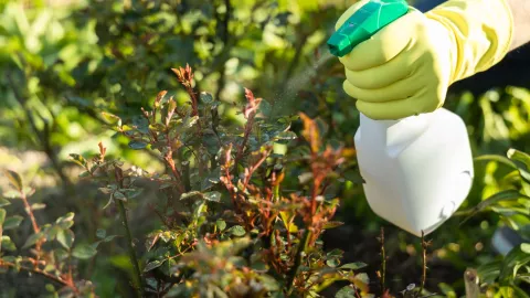 Moho en las plantas: ¿Qué hacer para evitar su presencia en tu jardín?