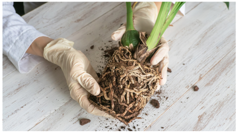 plantas cuidados raíces