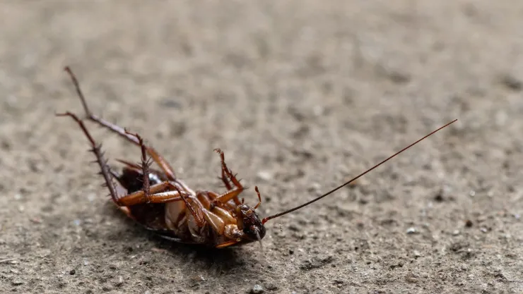 Insecticida casero para eliminar las cucarachas ¡Aplícalo en la noche!