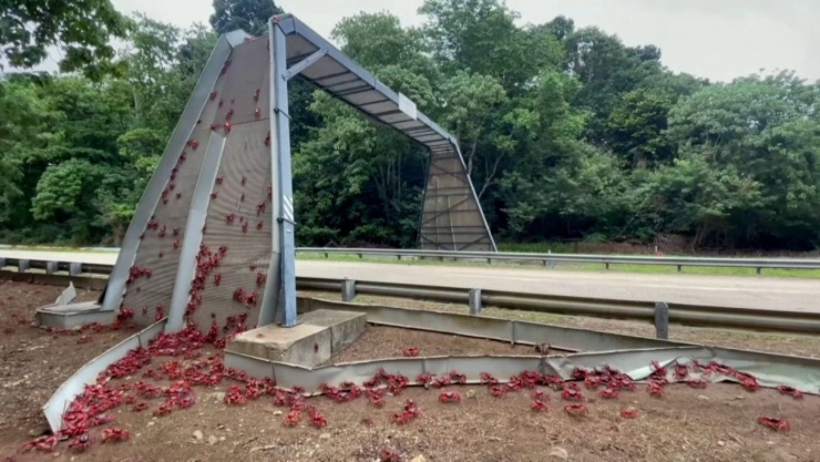 Millones de cangrejos toman las calles de Australia en una migración épica