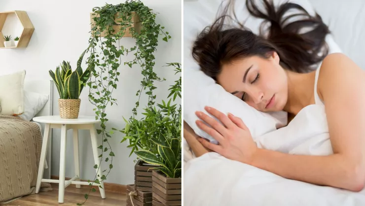 dormir con plantas cerca