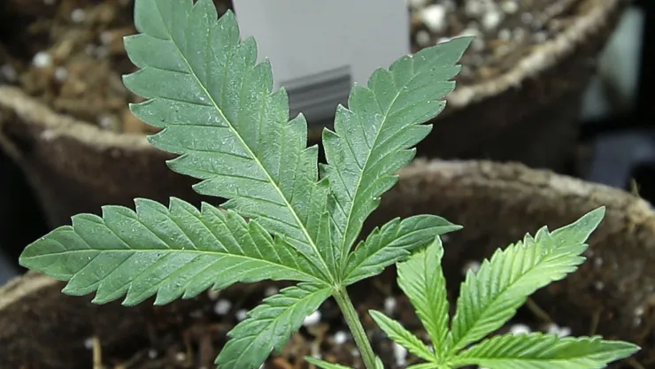 “Tenemos 200 madres registradas en nuestra organización Mamá Cultiva que están molestas con el gobierno porque no les autoriza el autocultivo para el tratamiento de sus hijos”, dijeron en la ONG. Imagen: Archivo
