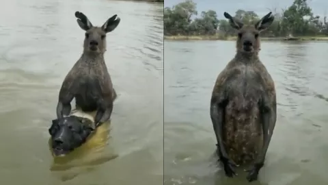 Canguro ataca a perro