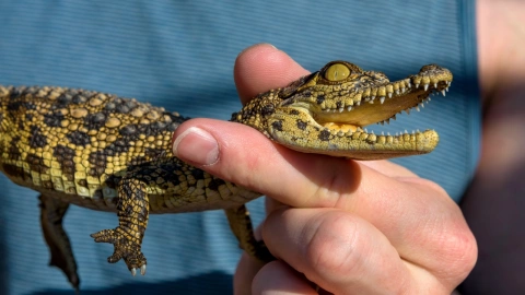 Qué significa soñar con cocodrilos