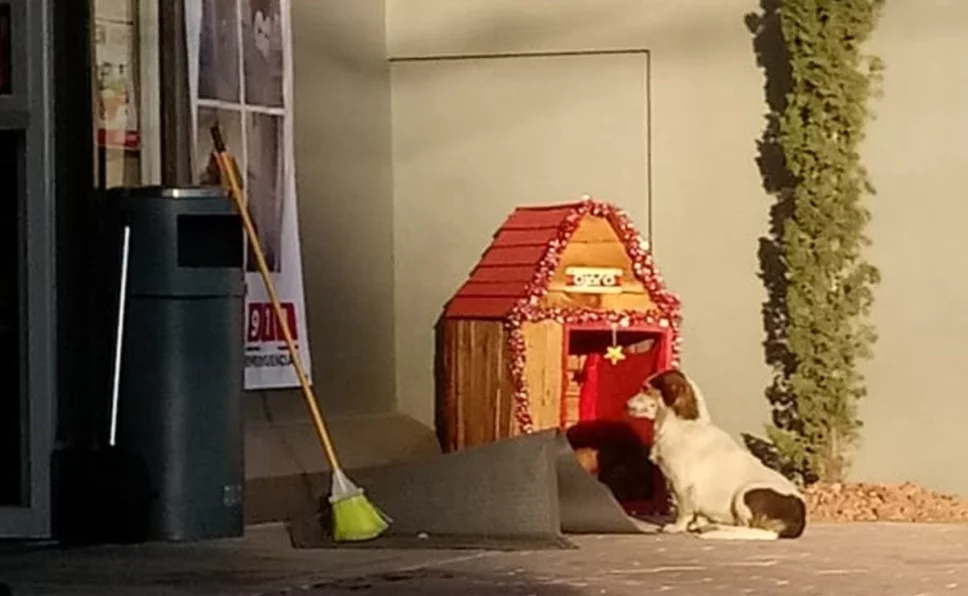 La historia de ‘Migajón’, un perro callejero fue dada a conocer a través de una publicación en Facebook, la cual señaló que los empleados de una tienda lo adoptaron y le construyeron una casa a las afueras de la tienda ubicada en Toluca.
