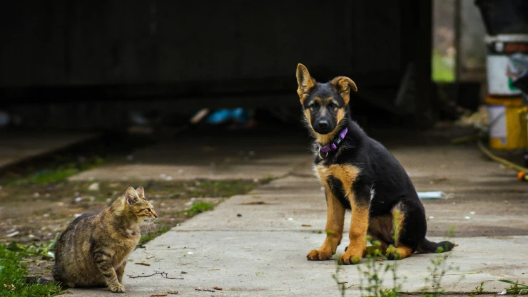 Jornada de esterilización en El Marqués Querétaro, fecha, costos ubicación