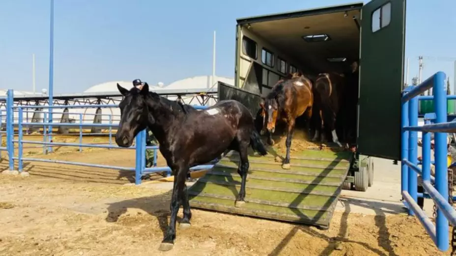 caballos birmex.jpg