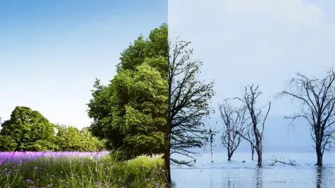 Cambio climático
