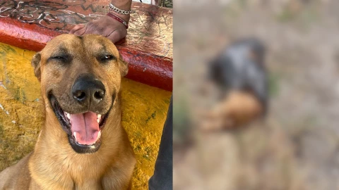 justicia para orejas perrito de queretaro.png