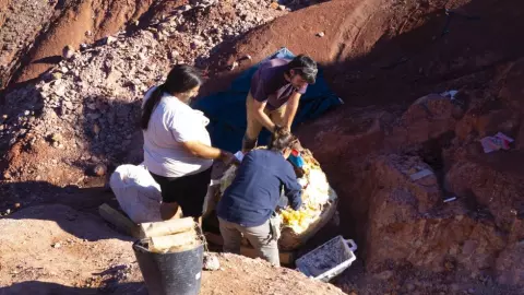 Huevos, dinosaurio, estado 3.jpeg