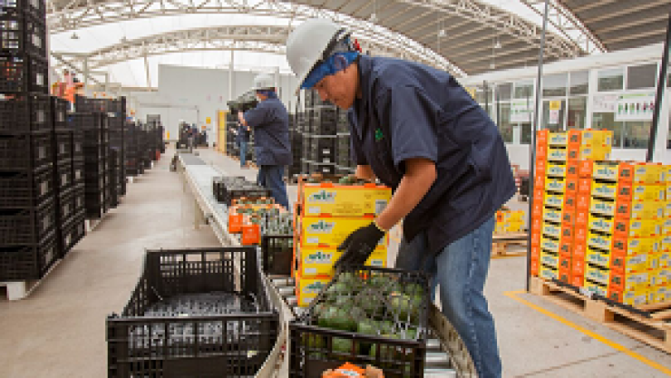 Canadá México superávit exportaciones aguacate