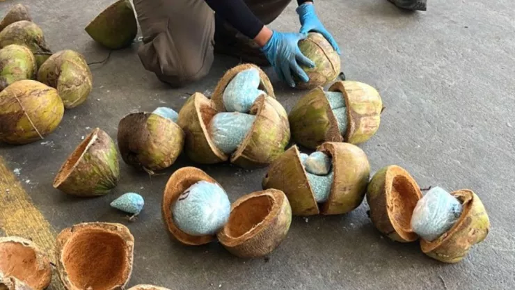 En Sonora, FGR decomisa fentanilo escondido en cocos
