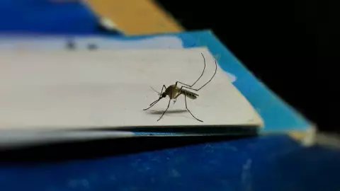 Este es el olor CONFIRMADO que atrae a los mosquitos; así puedes evitarlo