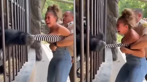 VIDEO | Mujer es ferozmente atacada por un gorila dentro de un zoológico y por poco le quita la ropa