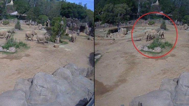 Elefantes sienten sismo en California: Impresionante reacción en video