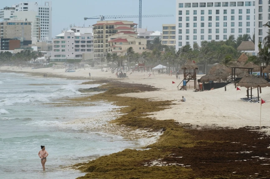 Alerta máxima en la Costa Maya de Quintana Roo: Playas de Mahahual y Xcalak invadidas de Sargazo; más de 3 mil toneladas afectan al turismo y la vida marina.