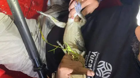 FOTOS Atrapan a cocodrilo que vivía en un parque ecológico de Mérida