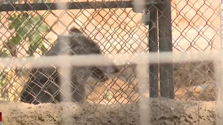 Zoológico de León baja de visitantes