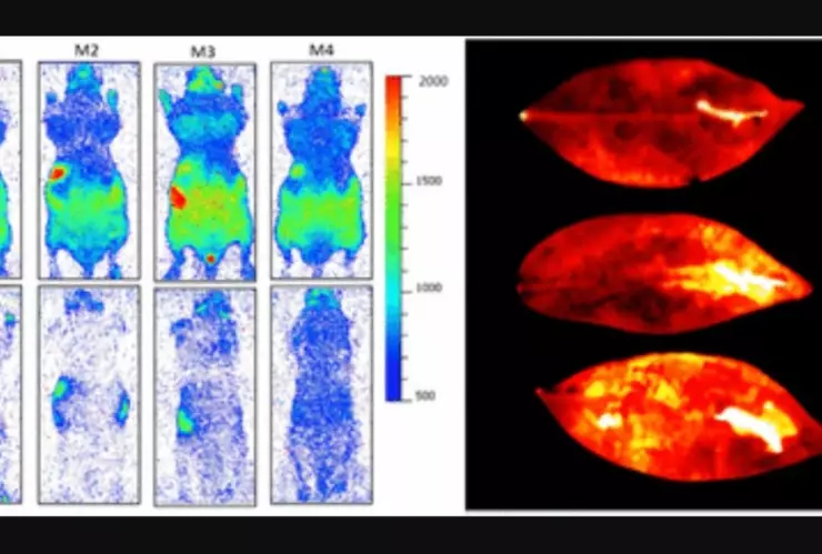 Fenómeno conocido como Emisión Fotónica Ultradébil (UPE por sus siglas en inglés)