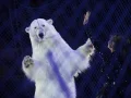 Un oso al interior del circo ruso en Kazán, Tataristán, es retratado con un acto de incomodidad y forzoso.