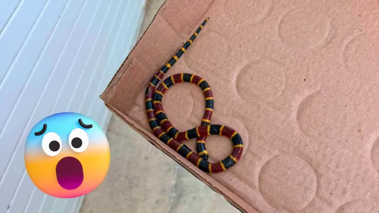 Usuarios identificaron al ejemplar como una presunta serpiente coralillo por su coloración
