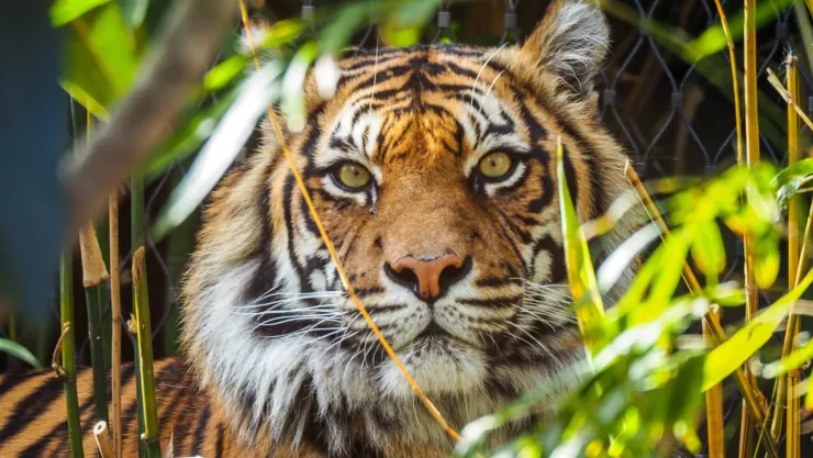 Tigre ataca a turista en Tailandia.