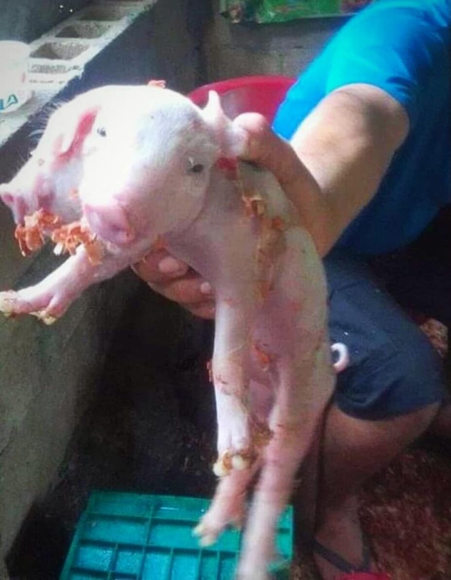 En este estado de México nació un cerdito de dos cabezas