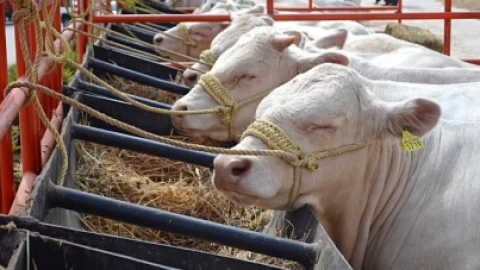 Ganado Chiapas tuberculosis Senasica
