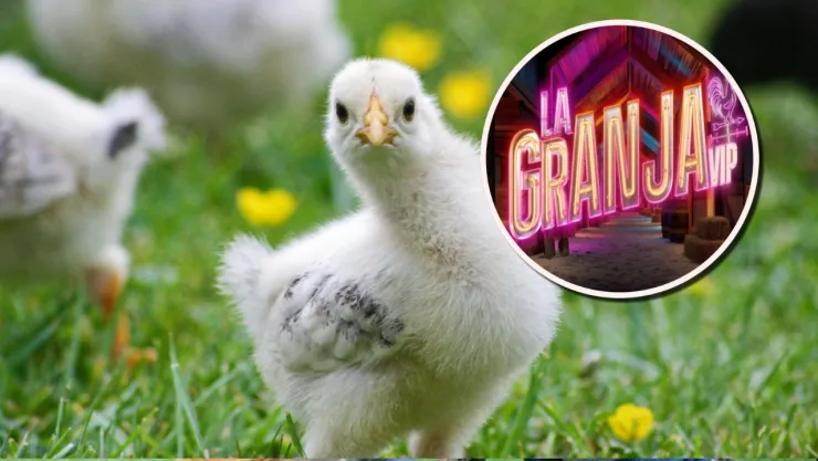 Cuánto tardarán en crecer los pollitos de La Granja VIP.jpg