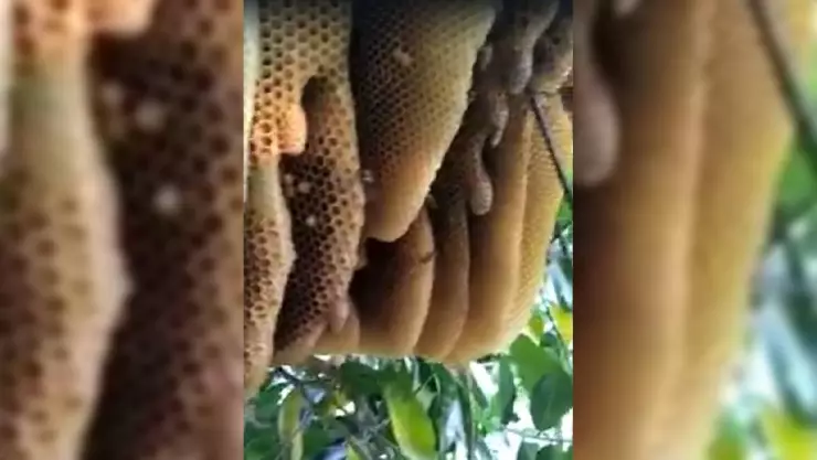 Enajmbre de abejas ESPANTA a familia de Buctzotz (VIDEO)