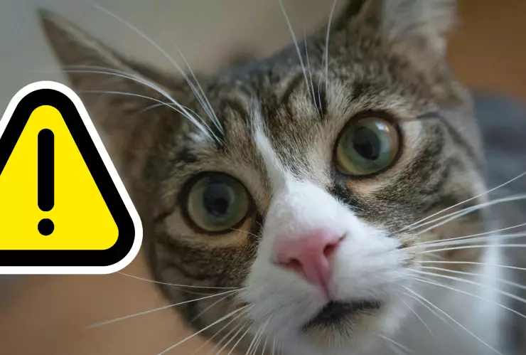 (VIDEO) Indignación en Edomex_ Lanzan gatito desde carro en movimiento.jpg