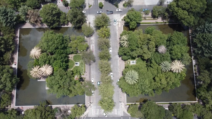 Esperanza para salvar a palmeras enfermas de Parque Lincoln