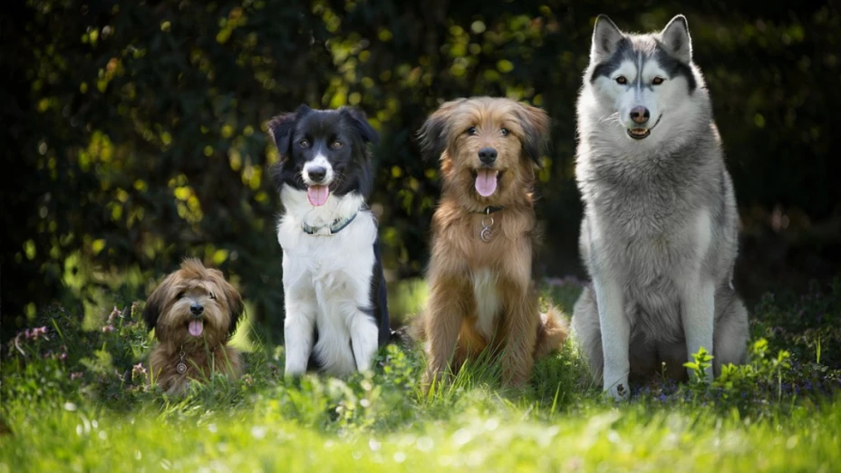 razas-perros.jpg