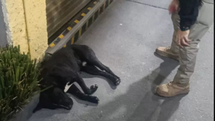 Perro peregrino presuntamente atropellado en la Basílica de Guadalupe es auxiliado