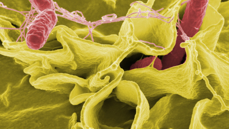 salmonella.png