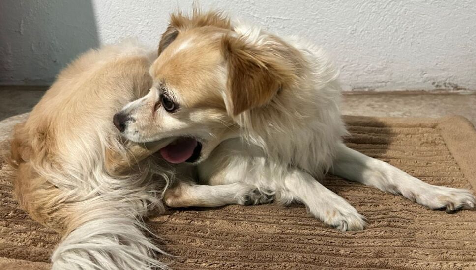 Enfermedades mentales que pueden tener los perros