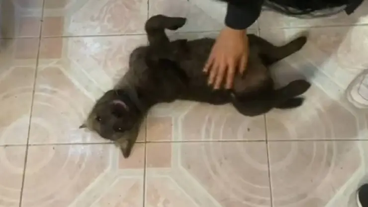Así fue como una mujer pensó que adoptó un perrito pero realmente era una hiena