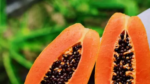 papaya