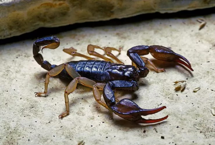 Antídoto para animales venenosos