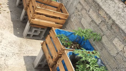 Así puedes reutilizar los guacales para hacer un huerto urbano