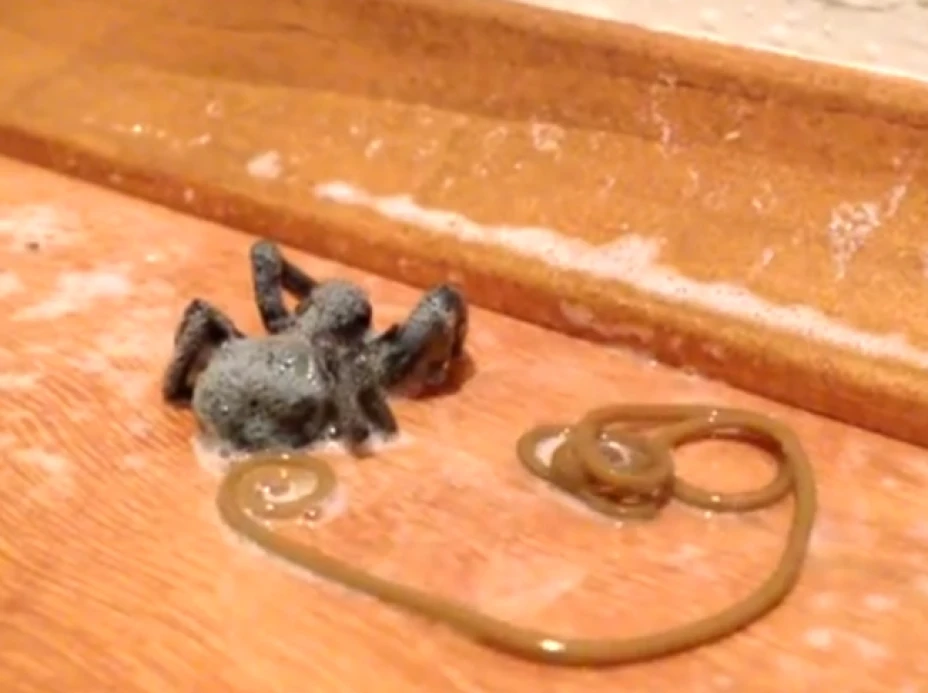 Tárantula y su huésped
