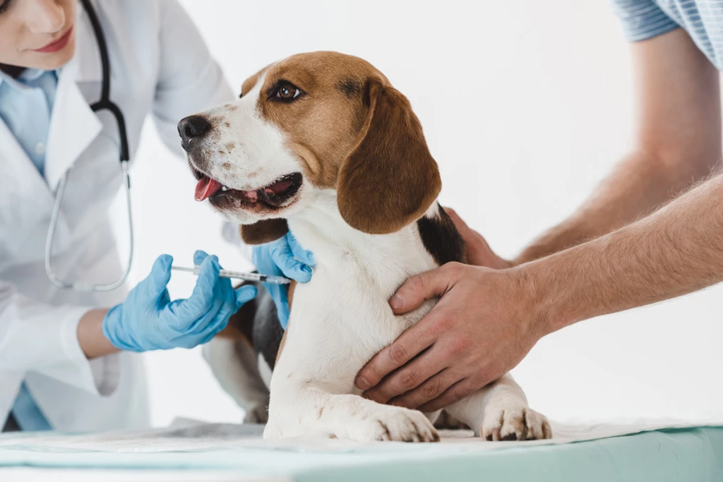 Vacunar a los perros contra la rabia