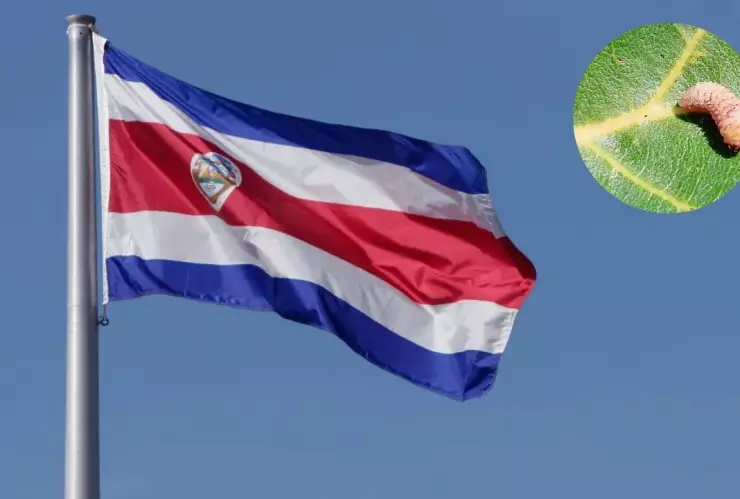 ¿Qué es gusano barrenador Especie que provocó la muerte de un joven en Costa Rica