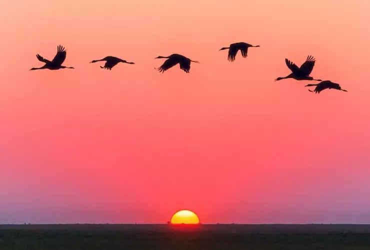 aves, amanecer, anochecer a.jpg