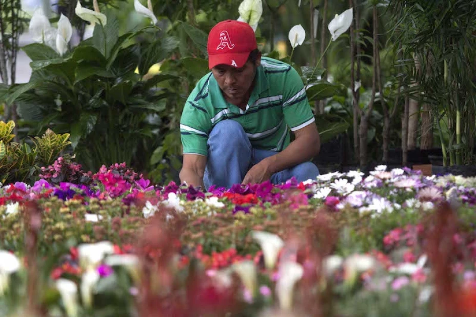 Regulación Herbolaria