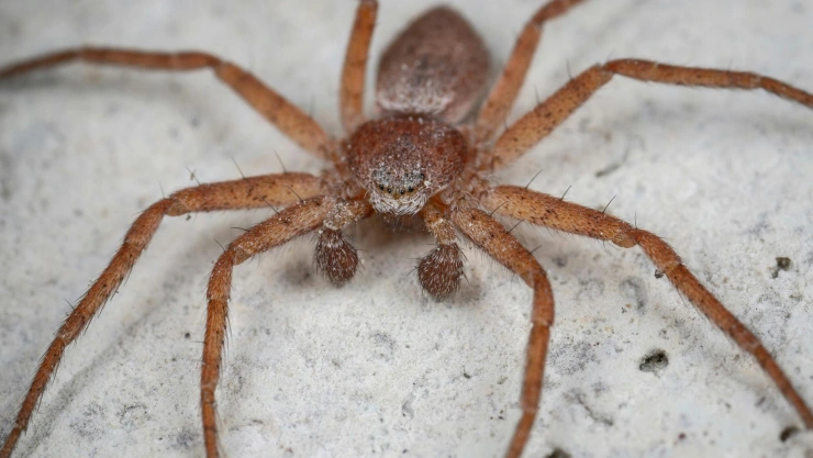 Araña doméstica por que no matarlas.jpg